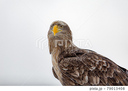 正面から見たオジロワシ 79013408