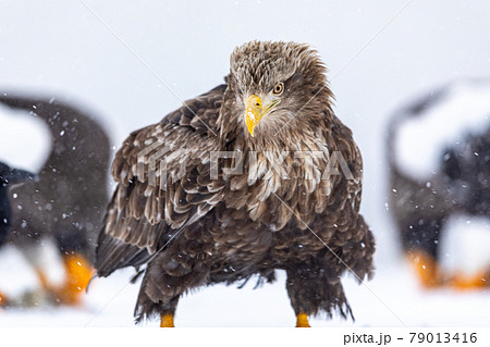 オジロワシと舞う雪 79013416