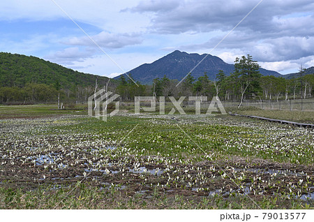 燧岳前に広がる水芭蕉群生地 79013577