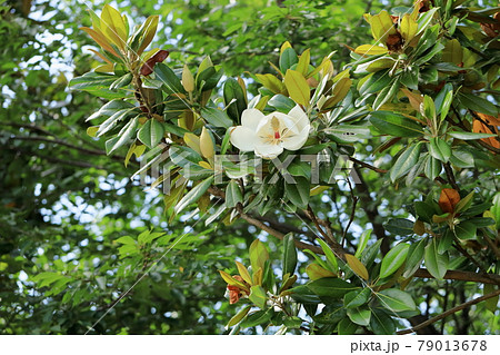 タイサンボクの花 タイサンボクの花 79013678