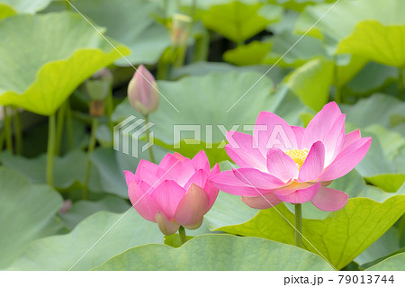 心清らかに咲き誇るハスの花 心清らかに咲き誇るハスの花 79013744