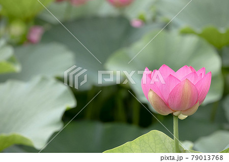 心清らかに咲き誇るハスの花 79013768
