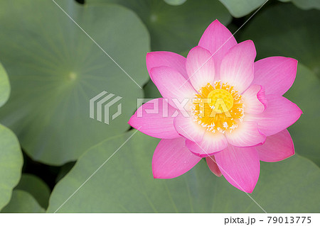 心清らかに咲き誇るハスの花 心清らかに咲き誇るハスの花 79013775