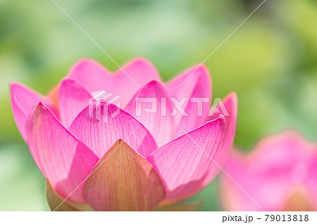 心清らかに咲き誇るハスの花 79013818