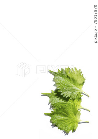 大葉 青じそ 大葉 青じそ 79013870