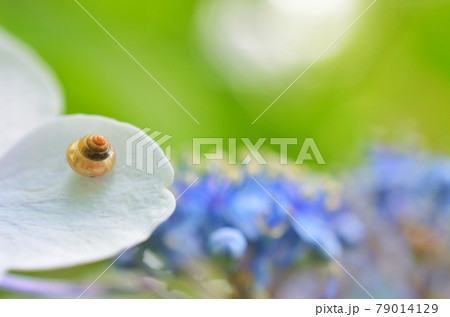 あじさい山の紫陽花とカタツムリの赤ちゃん 79014129