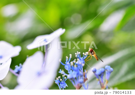 川崎市　生田緑地　あじさいの花にとまるヒラタアブ 79014133