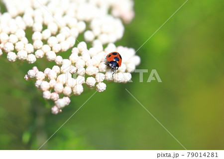 花にとまったてんとう虫 花にとまったてんとう虫 79014281