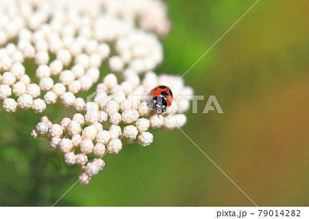 花にとまったてんとう虫 花にとまったてんとう虫 79014282