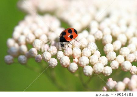 花にとまったてんとう虫 花にとまったてんとう虫 79014283