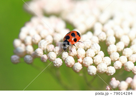 花にとまったてんとう虫 花にとまったてんとう虫 79014284