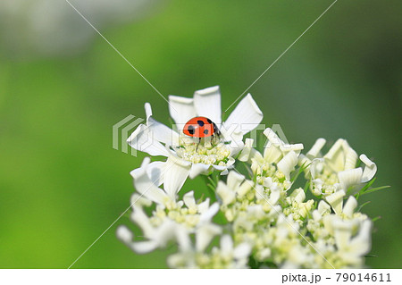 白いレースのような花にとまったてんとう虫 の写真素材