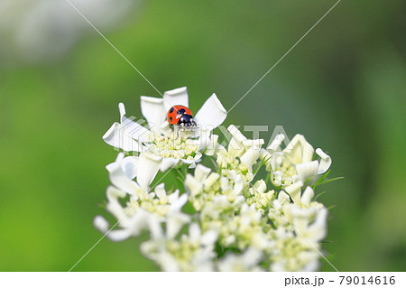 白いレースのような花にとまったてんとう虫 の写真素材