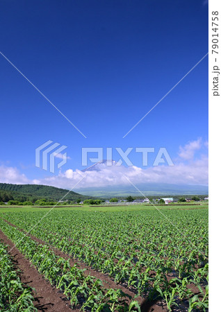 夏の山梨県忍野村 79014758