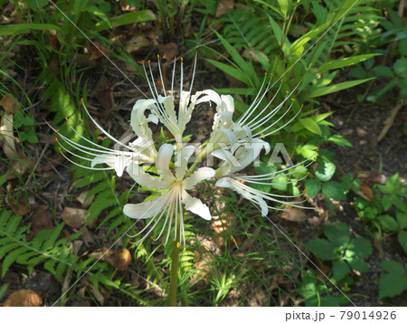 白い彼岸花を一本だけ見つけた時、そのままに撮影 白い彼岸花を一本だけ見つけた時、そのままに撮影 79014926