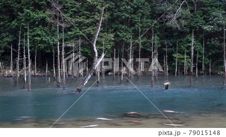 一ノ俣桜公園の神秘的な水没林の景観 79015148