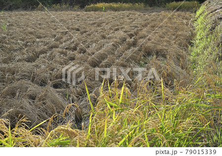 大量発生したウンカの被害により稲作大損害 大量発生したウンカの被害により稲作大損害 79015339