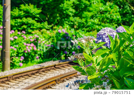 【紫陽花イメージ】箱根登山鉄道沿いのアジサイ 79015751