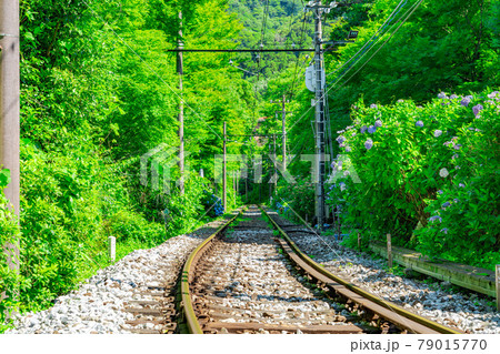 【紫陽花イメージ】箱根登山鉄道沿いのアジサイ 【紫陽花イメージ】箱根登山鉄道沿いのアジサイ 79015770
