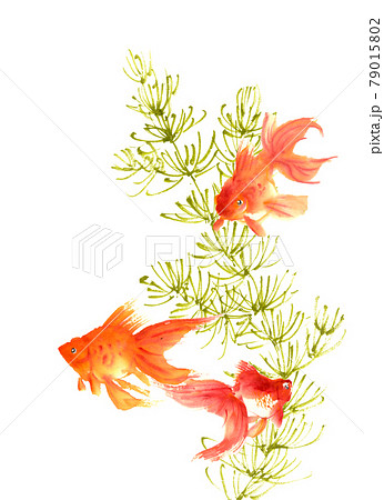 水墨画技法で描かれた金魚と水草のイラスト素材