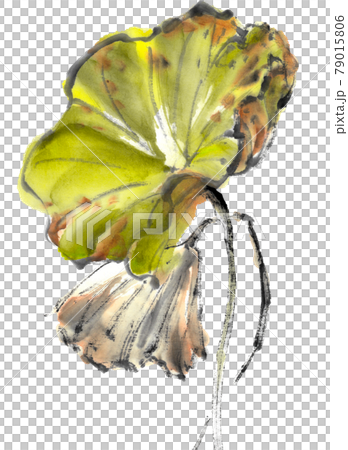 水墨畫的枯荷葉 水墨畫的枯荷葉 79015806