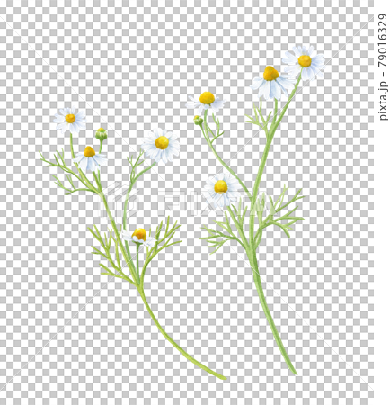 草藥:洋甘菊水彩插圖的跟踪向量。茶用草藥。 草藥:洋甘菊水彩插圖的跟踪向量。茶用草藥。 79016329