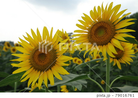 所沢三ケ島のひまわり畑 所沢三ケ島のひまわり畑 79016761