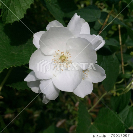 白い花,梅に似た花,カップ型の花,梅の様な花,純白の花 白い花,梅に似た花,カップ型の花,梅の様な花,純白の花 79017007