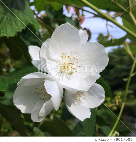 白い花,梅に似た花,カップ型の花,梅の様な花,純白の花 79017009