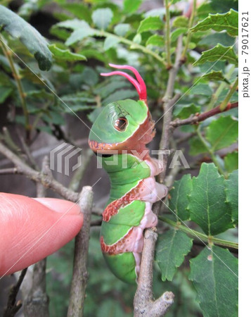 クロアゲハの幼虫(刺激を受けて赤い臭角を出した状態) クロアゲハの幼虫(刺激を受けて赤い臭角を出した状態) 79017621