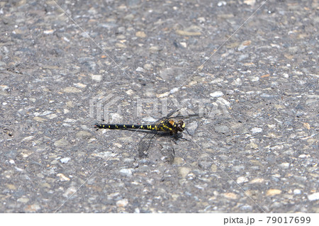 ムカシヤンマが国道の路上で休んでいる ムカシヤンマが国道の路上で休んでいる 79017699