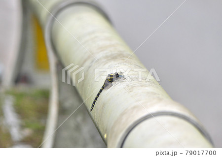 ムカシヤンマ~谷川にかかる国道の橋の欄干にぴったりと張り付く ムカシヤンマ~谷川にかかる国道の橋の欄干にぴったりと張り付く 79017700