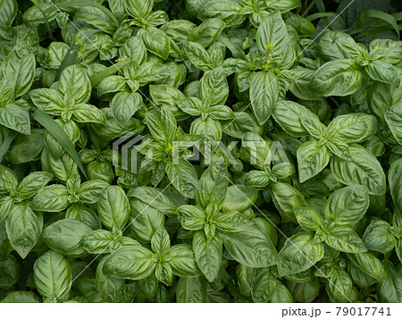 バジル畑 79017741