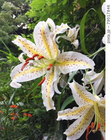 大きな白い花,甘い香りのする花,白と黄色の花,雌蕊と雄蕊の長い花の