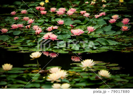 特別名所　栗林公園のハスや睡蓮が見頃 79017880
