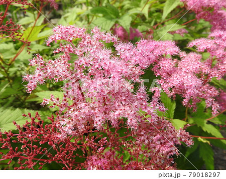 和風庭園に似合う多年草「キョウカノコ」 和風庭園に似合う多年草「キョウカノコ」 79018297