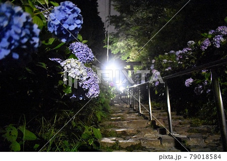 夜のあじさい坂 夜のあじさい坂 79018584