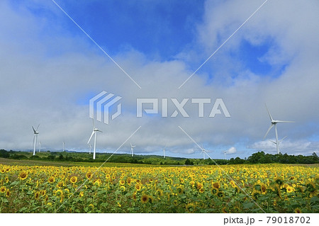 布引山高原のひまわり畑に風車 79018702