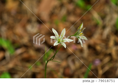 ホソバノアマナ 79018751