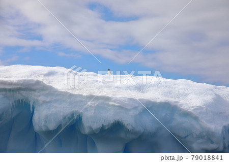氷の上のアデリーペンギン（南極半島） 79018841