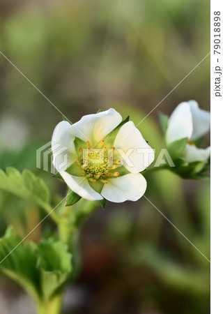 家庭農園で咲いた可愛い苺の花 家庭農園で咲いた可愛い苺の花 79018898
