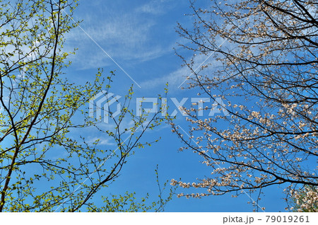 山桜 新緑 山桜 新緑 79019261