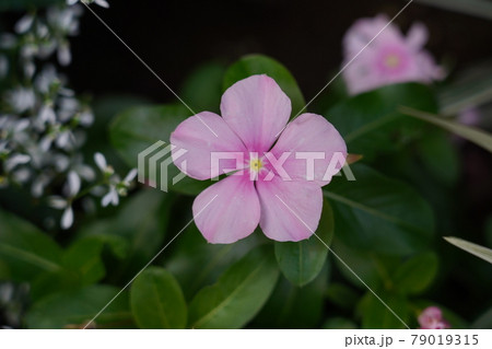 ニチニチソウ 79019315