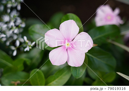 ニチニチソウ 79019316