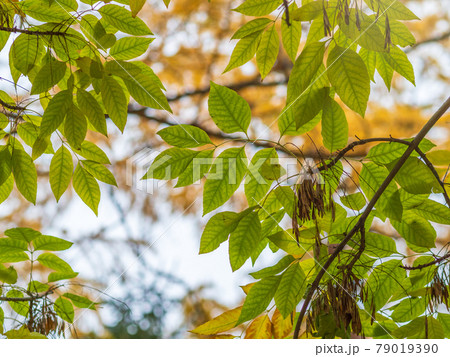 Yellow autumn ash leaves in a forest. Selective focus. Blurred autumn nature background. 79019390