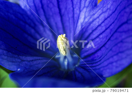 青紫色鮮やかな桔梗の花のクローズアップ 79019471