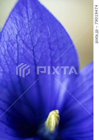 青紫色鮮やかな桔梗の花のクローズアップ 青紫色鮮やかな桔梗の花のクローズアップ 79019474