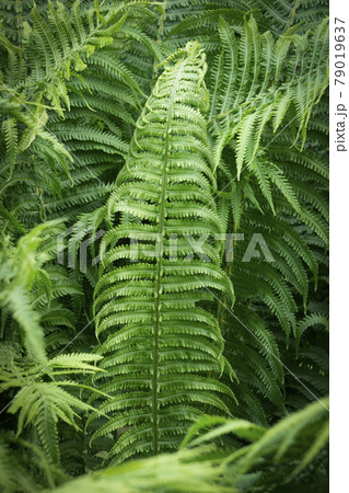 Fern in tropical jungle background. Fern leaves with a plant pattern. Natural plant tropical background. Fern in tropical jungle background. Fern leaves with a plant pattern. Natural plant tropical background. 79019637