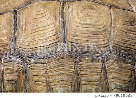 Turtle shell pattern and texture background. Animal ornament and color Turtle shell pattern and texture background. Animal ornament and color 79019639
