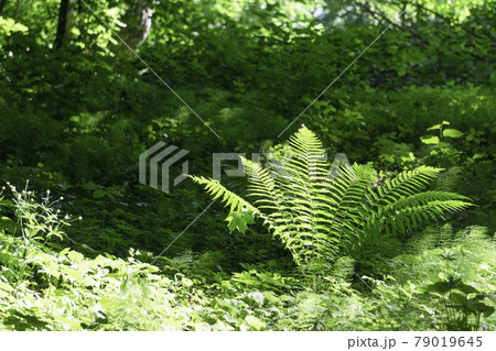 Fern in tropical jungle background. Fern leaves with a plant pattern. Natural plant tropical background. Fern in tropical jungle background. Fern leaves with a plant pattern. Natural plant tropical background. 79019645